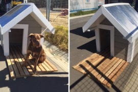 HIA People Choice Dog Kennel Challenge